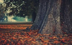 wallpaper-000119.jpg