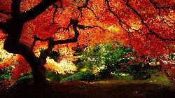 wallpaper-000121.jpg