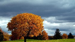 wallpaper-000186.jpg