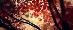 wallpaper-000238.png