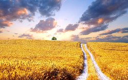 wallpaper-000247.jpg