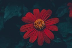 wallpaper-000294.jpg